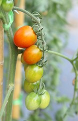 Orange and green tomatoes on the tree