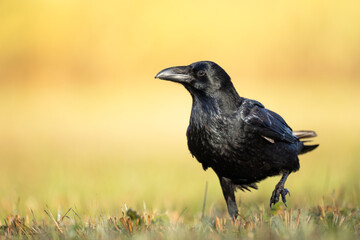 Bird beautiful raven ( Corvus corax ) North Poland Europe