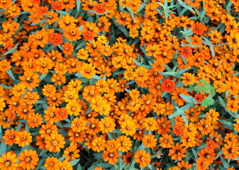 Obraz na płótnie Canvas Orange Zinnia flowers in the garden