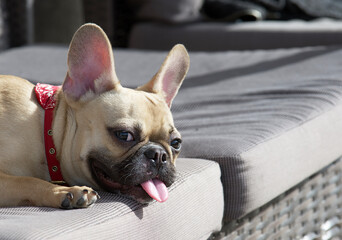 A French Bulldog breed dog lies on a deck chair on an oceanic beach, sticking its tongue out from...