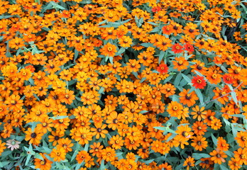 Fototapeta na wymiar Orange Zinnia flowers in the garden