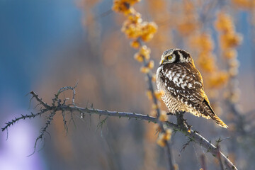 Hawk Owl Surnia ulula in Winter time, North Poland, Europe winter frosty day in buckthorn field	