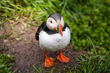 Puffin on a grass cliff