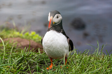 Puffin on a grass cliff