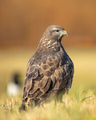 Common buzzard Buteo buteo, buzzards in natural habitat, hawk bird on the ground, predatory bird close up winter bird
