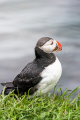 Puffin on a grass cliff