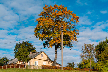 Autumn landscape with a view of a wooden house under big  tree