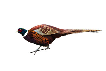 male Common pheasant Phasianus colchius bird isolated on white background