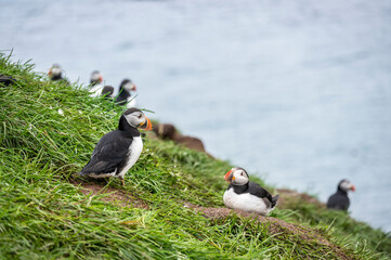 Puffin on a grass cliff