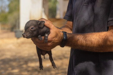 Baby pig in farmer's hands.