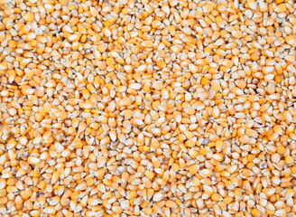 Corn seeds as background