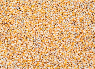 Corn seeds as background
