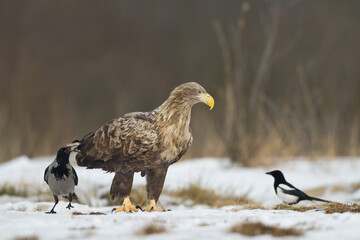 flying Majestic predator adult White-tailed eagle, Haliaeetus albicilla in Poland wild nature