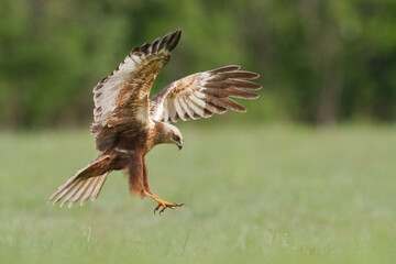 Flying Birds of prey Marsh harrier Circus aeruginosus, hunting time Poland Europe