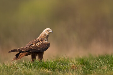 Flying Birds of prey Marsh harrier Circus aeruginosus, hunting time Poland Europe