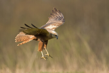 Flying Birds of prey Marsh harrier Circus aeruginosus, hunting time Poland Europe