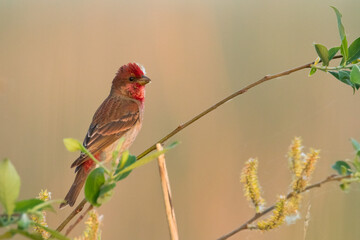 Common Rosefinch Erythrinus carpodacus Bird, small migratory bird in red feathers, male summer time Poland, Europe