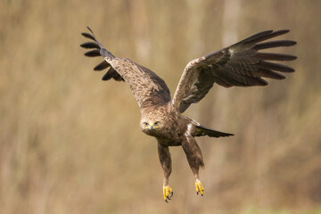 Birds of prey - Lesser Spotted Eagle ( Aquila pomarina ) flying bird hunting time	