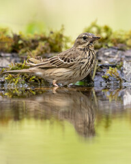 Tree Pipit Anthus trivialis bird by the forest puddle