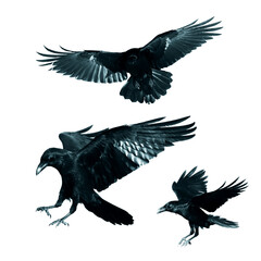 Fototapeta premium Birds flying ravens isolated on white background Corvus corax. Halloween - mix three birds