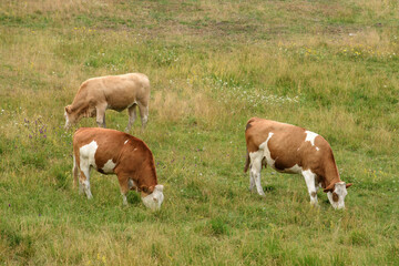 Fototapeta na wymiar Three cows grazing on dairy farm pasture land at Zlatibor hills