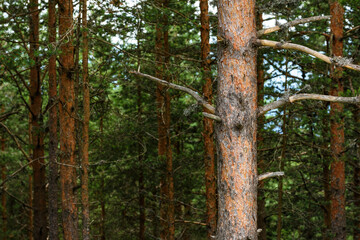 Pine wood tree trunk in Zlatibor forest