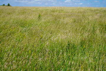 Tall grass growing in a field