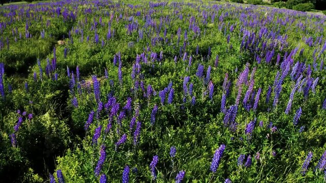 Sweeping shot of field full of lupine flowers with windy grass. Purple lupine flowers on a field on a summer day. 4K stock nature clips.