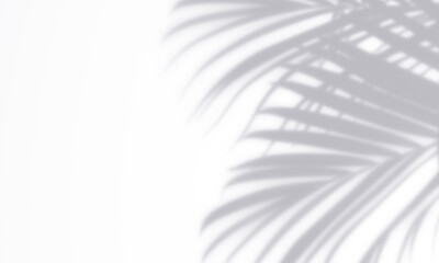 Palm gray shadow overlay effect template on a white wall background scene for photo, posters, stationery, wall art and design presentation