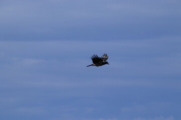 crow in flight