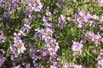 flowers in the garden