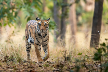 Fototapeta na wymiar wild bengal female tiger or panthera tigris tigris on prowl in morning for territory marking in natural scenic background at bandhavgarh national park forest or tiger reserve madhya pradesh india asia