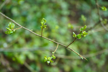 Close up of fresh leaves in the spring