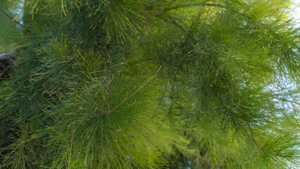 Coniferous tree - pine branches, plant background