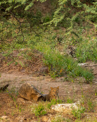 wild female leopard or panther or panthera pardus fusca resting in her territory during monsoon green season outdoor wildlife safari at jhalana forest reserve jaipur rajasthan india asia
