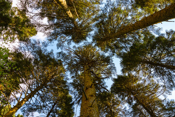 Trees from below. Wide angle view of forest. Carbon net zero concept