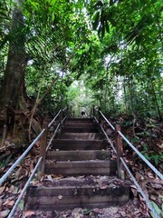 stairs in a forest