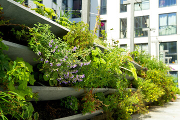 Green vertical green facade garden in full bloom for climate adaptation