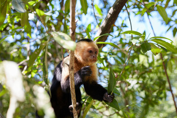 Capuchin monkey eating on the tree