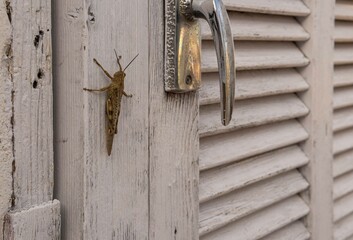 Grasshopper on an antique white wooden door