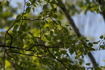 Red-Eyed Vireo amongst the leaves