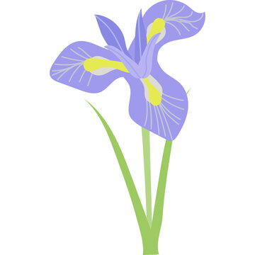 Iris Flower Blossom Floral Clipart Png