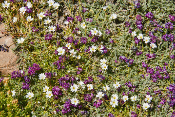 Fototapeta premium Beautiful wildflowers along the Grum Grijmailo Glacier, Khafrazdara Valley, Tajikistan