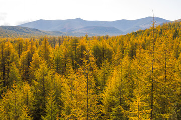 Beautiful autumn landscape. View of a larch forest in a mountain valley. Colorful yellow crowns of larch trees. Travel and hiking in the wild. Ecological tourism by nature. Fall season. September. - obrazy, fototapety, plakaty