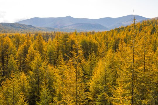 Beautiful autumn landscape. View of a larch forest in a mountain valley. Colorful yellow crowns of larch trees. Travel and hiking in the wild. Ecological tourism by nature. Fall season. September.