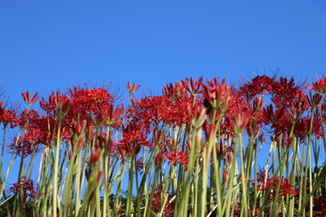 彼岸花