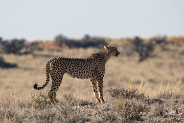 Cheetah
