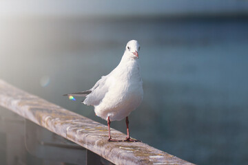 seagulls in the seaport