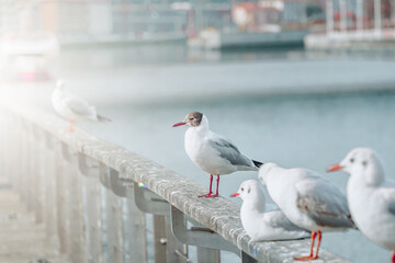 seagulls in the seaport