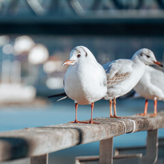 seagulls in the seaport